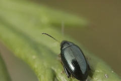 Psylliodes chrysocephala