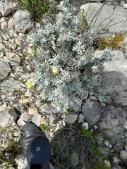Helichrysum retortum