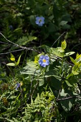 Thunbergia natalensis