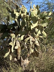 Opuntia quimilo