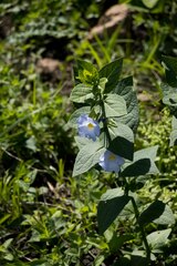 Thunbergia natalensis