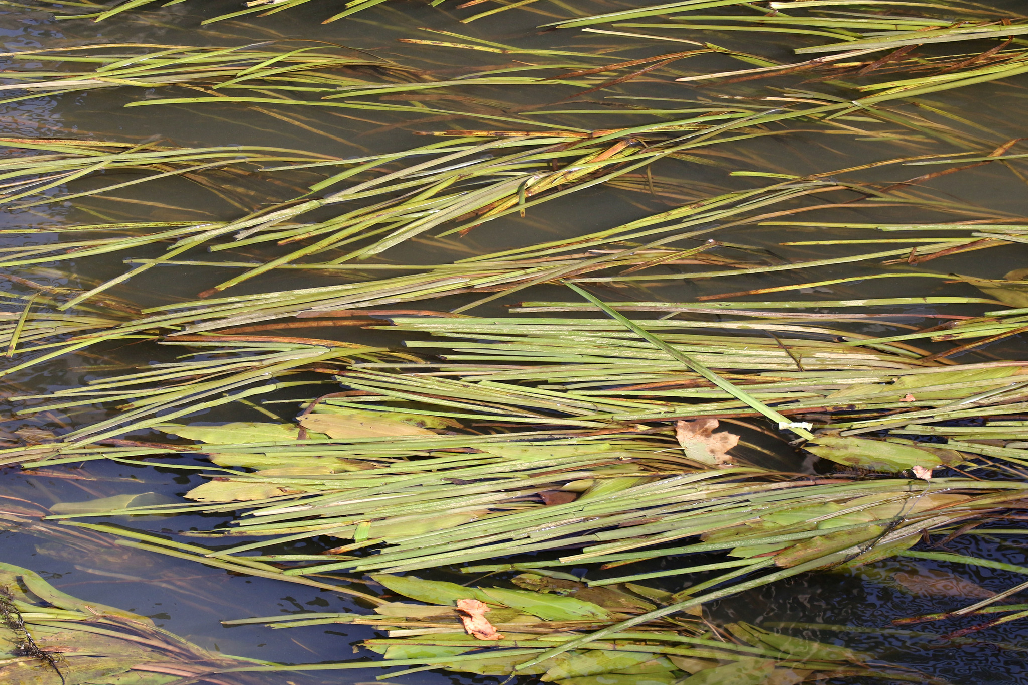 water manna grass (Glyceria fluitans) · iNaturalist NZ