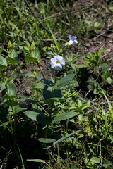Thunbergia natalensis