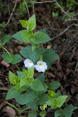 Thunbergia natalensis