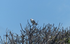 Elanus caeruleus caeruleus