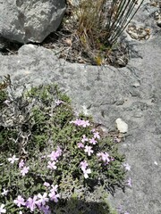 Jamesbrittenia calciphila