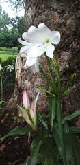 Crinum moorei