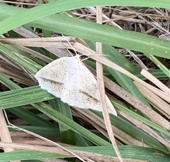 Lychnosea intermicata