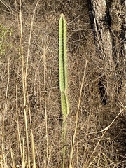 Cereus hankeanus