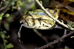 Python natalensis