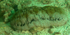 Holothuria fuscopunctata