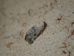 Coccidiphaga scitula