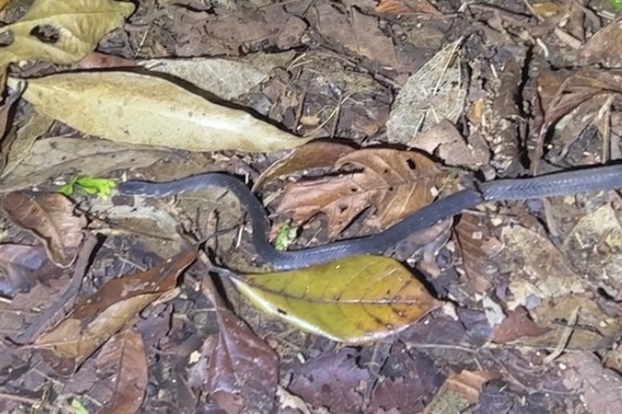 Cope's Coffee Snake from Abangares, Guanacaste, CR on November 02, 2022 ...