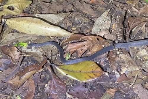 Cope's Coffee Snake