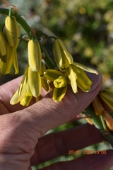 Albuca canadensis