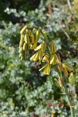 Albuca canadensis