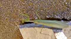 Miomantis caffra