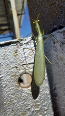 Miomantis caffra