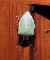 Acrosternum millierei