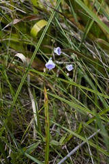 Utricularia livida