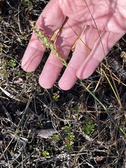Spiranthes cernua
