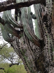 Pachycereus weberi