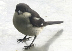 Lanius collaris collaris