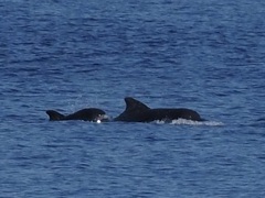 Globicephala macrorhynchus