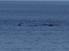 Globicephala macrorhynchus