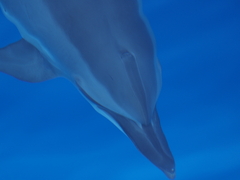 Stenella longirostris