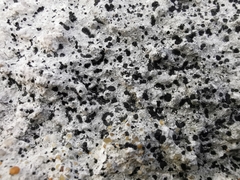 Lecanora rupicola