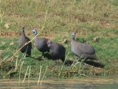 Numida meleagris coronatus