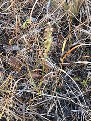 Spiranthes cernua