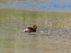 Tachybaptus ruficollis capensis