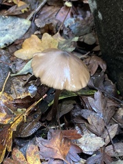 Pseudoclitocybe cyathiformis