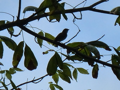 Spizella passerina