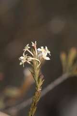 Struthiola ciliata