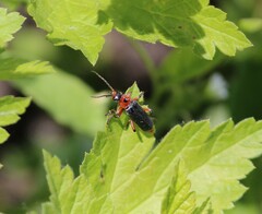 Cantharis rustica