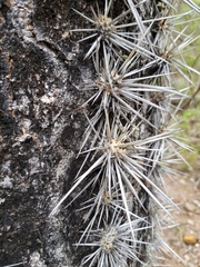Pachycereus weberi