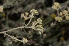 Helichrysum patulum