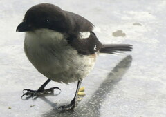 Lanius collaris collaris