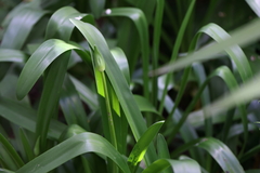 Agapanthus praecox