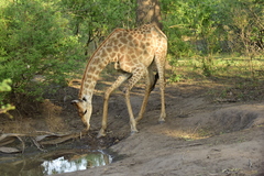 Giraffa camelopardalis