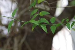 Jasminum multipartitum