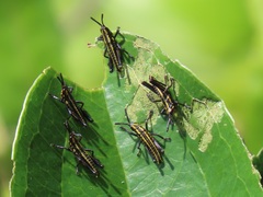 Pyrgomorphidae