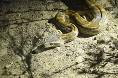 Python natalensis