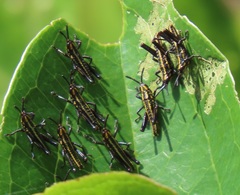 Pyrgomorphidae