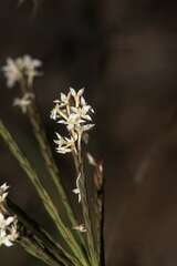 Struthiola ciliata