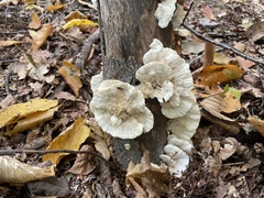 Trametes suaveolens