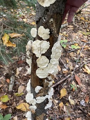 Trametes suaveolens